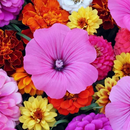 Květiny k řezu trio - astra čínská, slézovec a ostálka - výsevný pásek - 1 ks