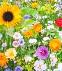 Virágkeverék - Bird Buffet - Kiepenkerl magok - 1 db