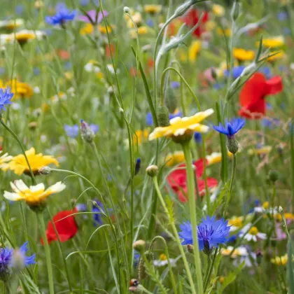 Květinová směs - hmyzí ráj - semena Kiepenkerl - 1 ks