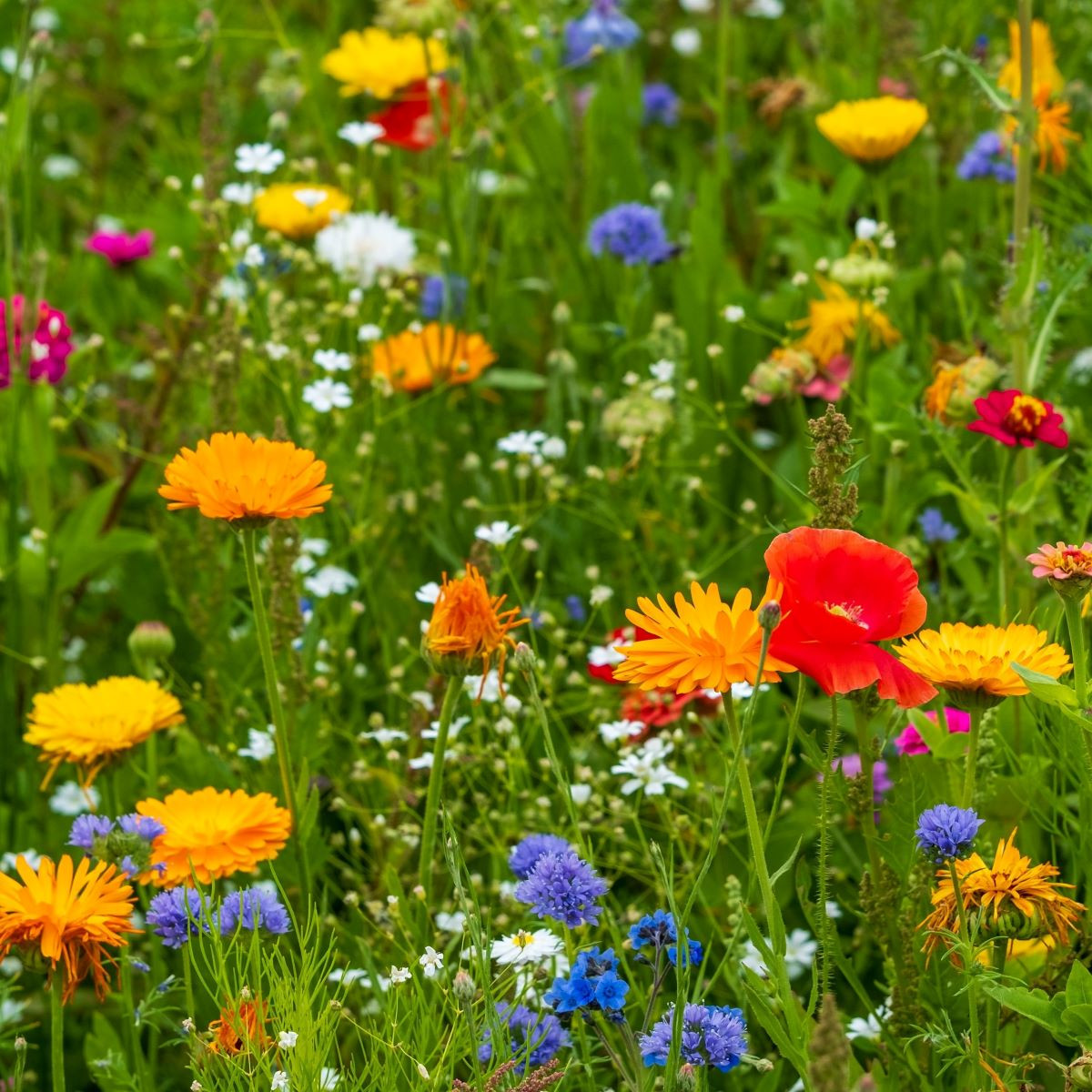 Květinová směs - Tempo Blütenflor- semena Kiepenkerl - 1 ks