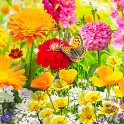 Květinový mix - Blütenteppich - semena Kiepenkerl - 1 ks