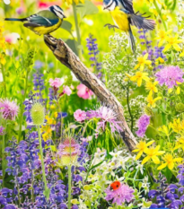 Květinová směs - Divoký ptačí ráj - semena Kiepenkerl - 1 ks