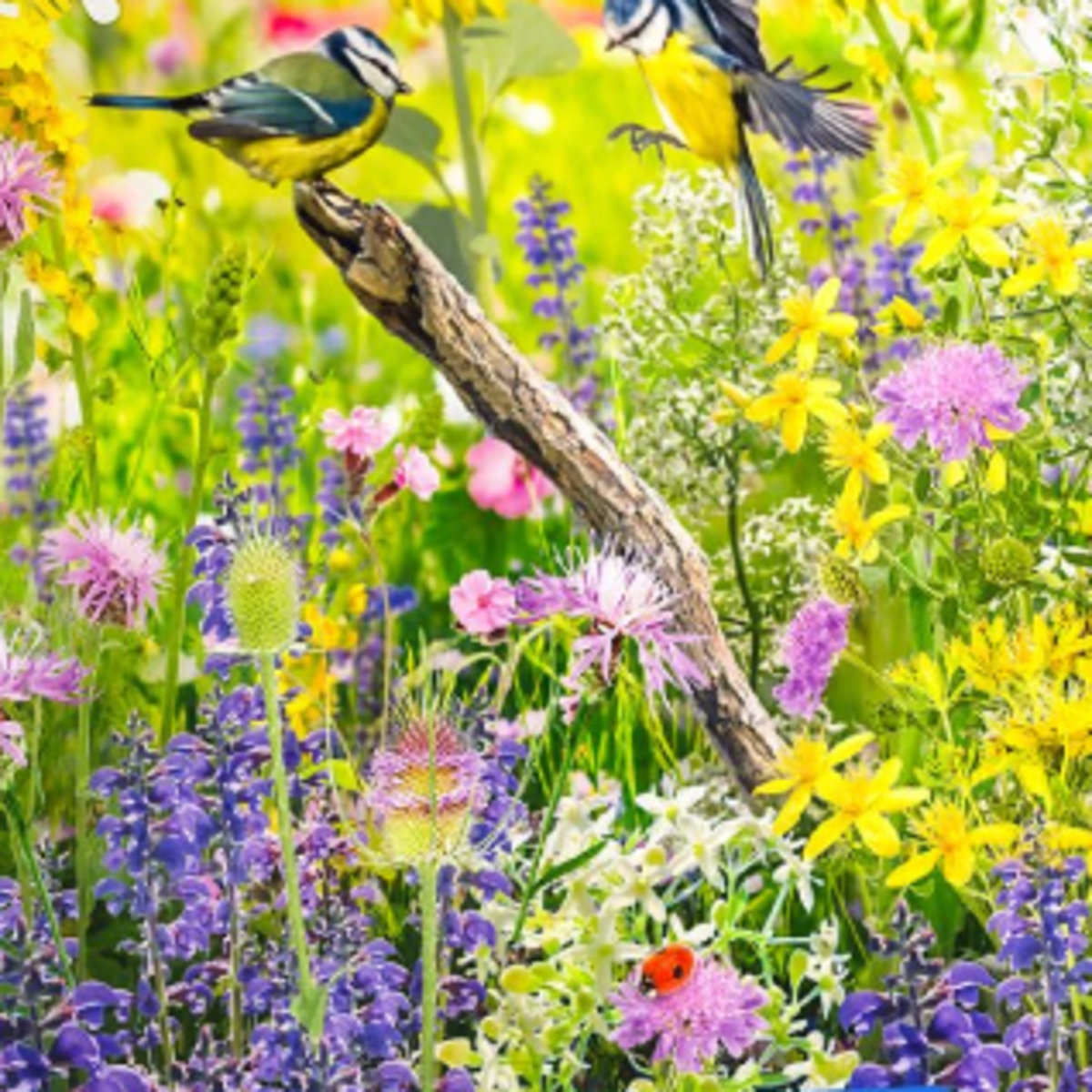 Květinová směs - Divoký ptačí ráj - semena Kiepenkerl - 1 ks