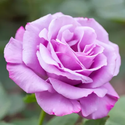 Růže velkokvětá keřová fialová - Rosa - prostokořenné sazenice růže - 1 ks