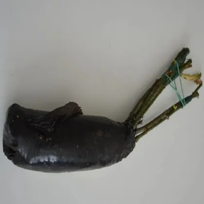 Nagyvirágú futó lila rózsa – Rosa – rózsatövek