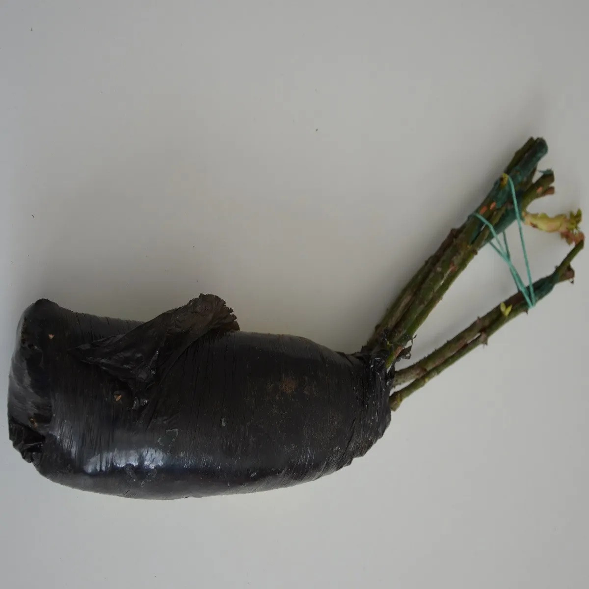 Nagyvirágú futó lila rózsa – Rosa – rózsatövek