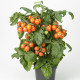 Rajče Evita Compact F1 Orange - Solanum lycopersicum - semena rajčete - 6 ks