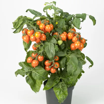 Rajče Evita Compact F1 Orange - Solanum lycopersicum - semena rajčete - 6 ks