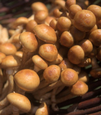 Sadba Šupinovka nameko - Pholiota nameko - sadba - 1 ks