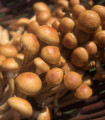 Sadba Šupinovka nameko - Pholiota nameko - sadba - 1 ks