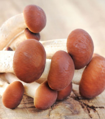 Sadba Polnička topolová - Agrocybe aegerita - sadba - 1 ks