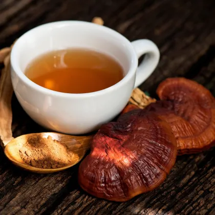 Sadba Lesklokorka lesklá - Ganoderma lucidum - sadba - 250 ml