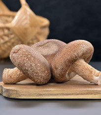 Sadba Shii take - Houževnatec jedlý - Lentinula edodes - sadba - 250 ml