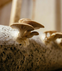 Hlíva ústřičná - Pleurotus ostreatus - sadba - 250 ml