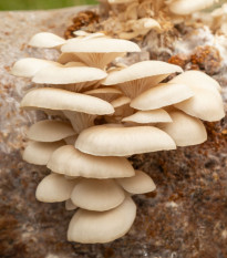 Hlíva plicní - Pleurotus pulmonarius - sadba - 250 ml