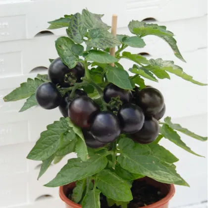 Rajče balkónové Purpleboy F1 - Solanum lycopersicum - semena rajčete - 6 ks