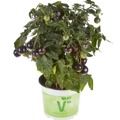 Rajče balkónové Purpleboy F1 - Solanum lycopersicum - semena rajčete - 6 ks