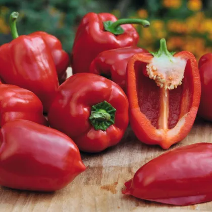 Paprika balkonová Almira Mini Red F1 - Capsicum annuum - semena papriky - 5 ks
