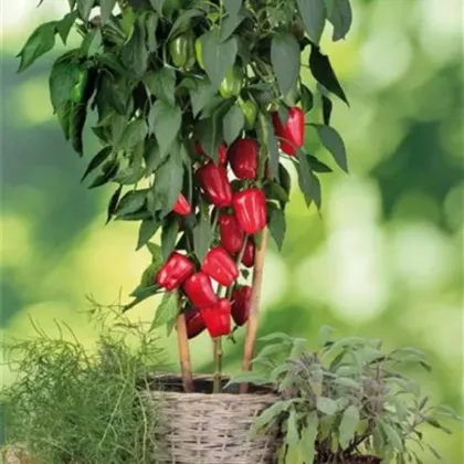 Paprika balkonová Almira Midi Red F1 – Capsicum annuum – pěstování