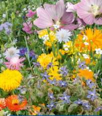 Květinová směs - Rostliny pro včely - semena Kiepenkerl - 1 ks