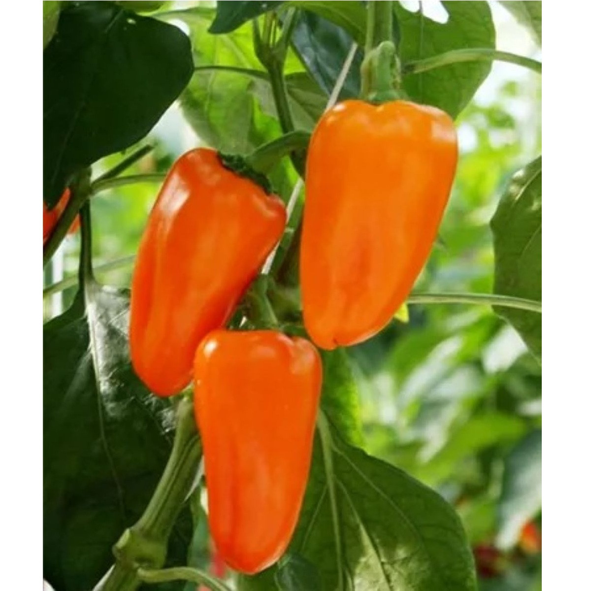 BIO Paprika Flynn F1 - Capsicum annuum - bio semena papriky - 6 ks