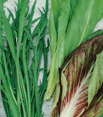 Semena italských salátů - výsevný pásek - 5 m