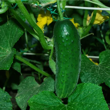 Okurka Najada F1 - Cucumis sativus - semena okurky - 15 ks