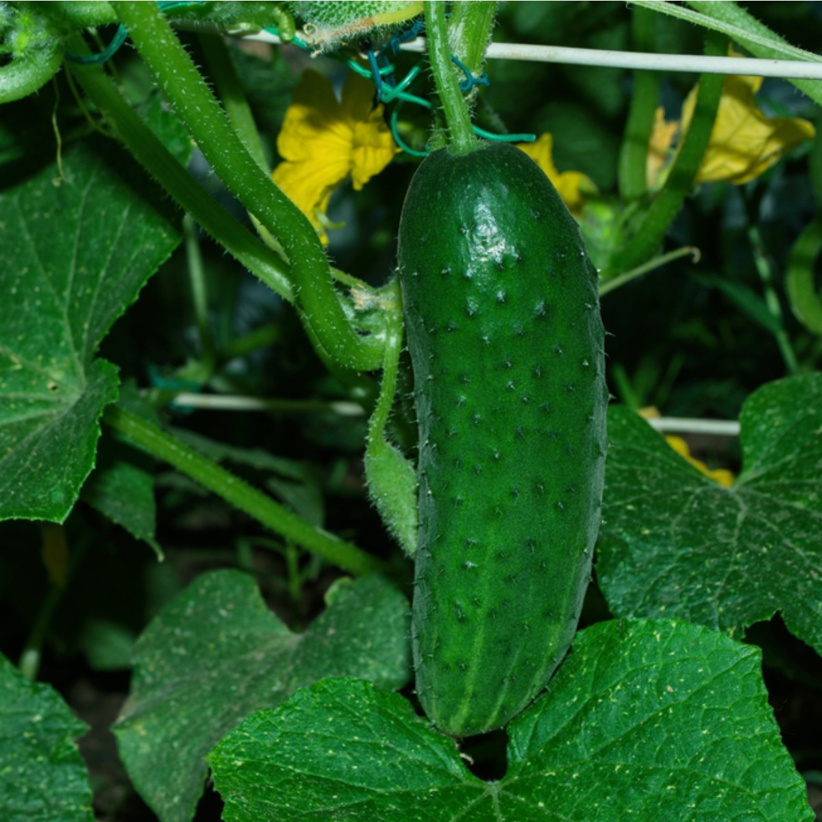 Okurka Najada F1 - Cucumis sativus - semena okurky - 15 ks