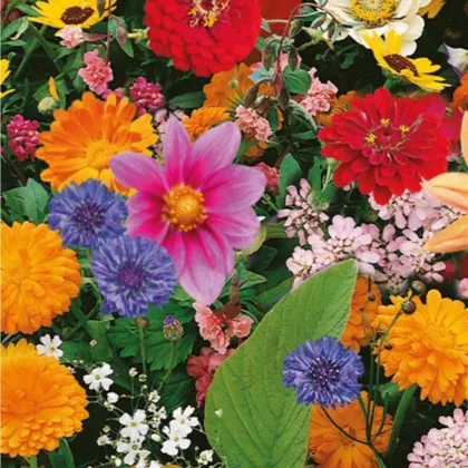Květinová směs - Pestrý letní zázrak - semena Kiepenkerl - 1 ks