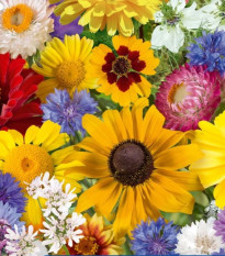 Květinová směs - Letní květinové kouzlo - semena Kiepenkerl - 1 ks