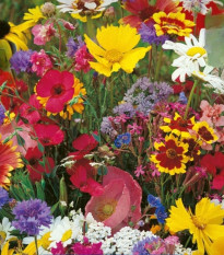 Květinová směs - Americké venkovské květiny - semena Kiepenkerl - 1 ks