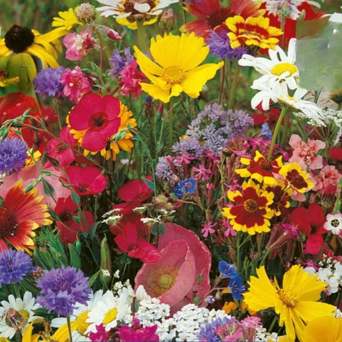 Květinová směs - Americké venkovské květiny - semena Kiepenkerl - 1 ks