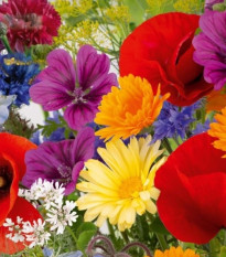 Květinová směs - Rozkvetlá přírodní louka - semena Kiepenkerl - 1 ks