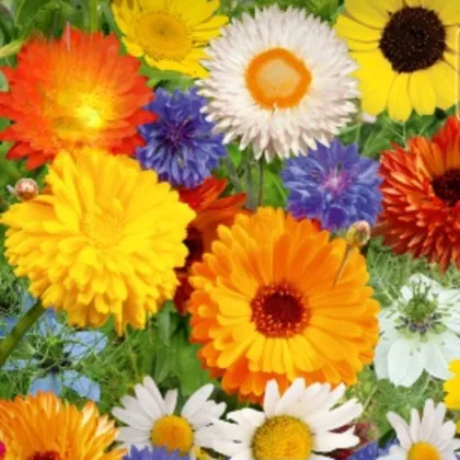 Květinová směs - Divoké a zahradní květiny - semena Kiepenkerl - 1 ks