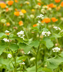 Květinová směs pro optimální péči o vyvýšené záhony - semena Kiepenkerl - 200 g - 1 ks