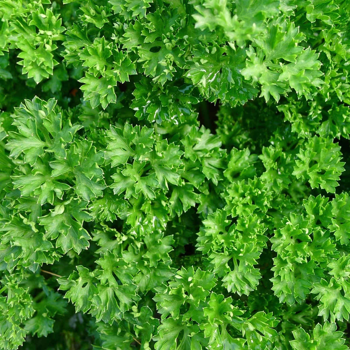 Petržel Grandeur - PowerSaat - Petroselinum crispum - semena Kiepenkerl - 1 ks