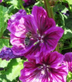 BIO Sléz lesní tmavě fialový - Malva sylvestris - semena slézu - 50 ks