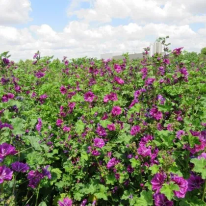 BIO Sléz lesní tmavě fialový - Malva sylvestris - semena slézu - 50 ks