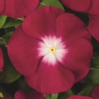 Barvínek Atlantis Burgundy Halo - Catharanthus roseus - semena barvínku - 30 ks