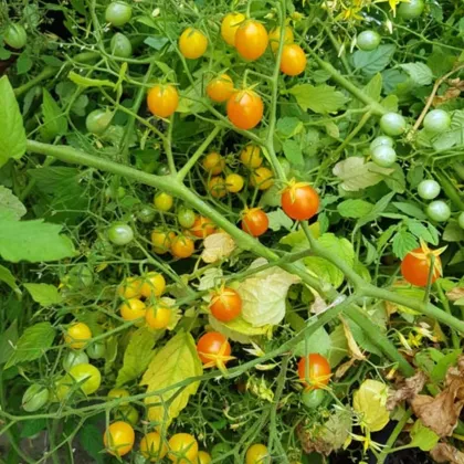 Rajče keříčkové Microberry - Solanum lycopersicum - semena rajčat - 6 ks