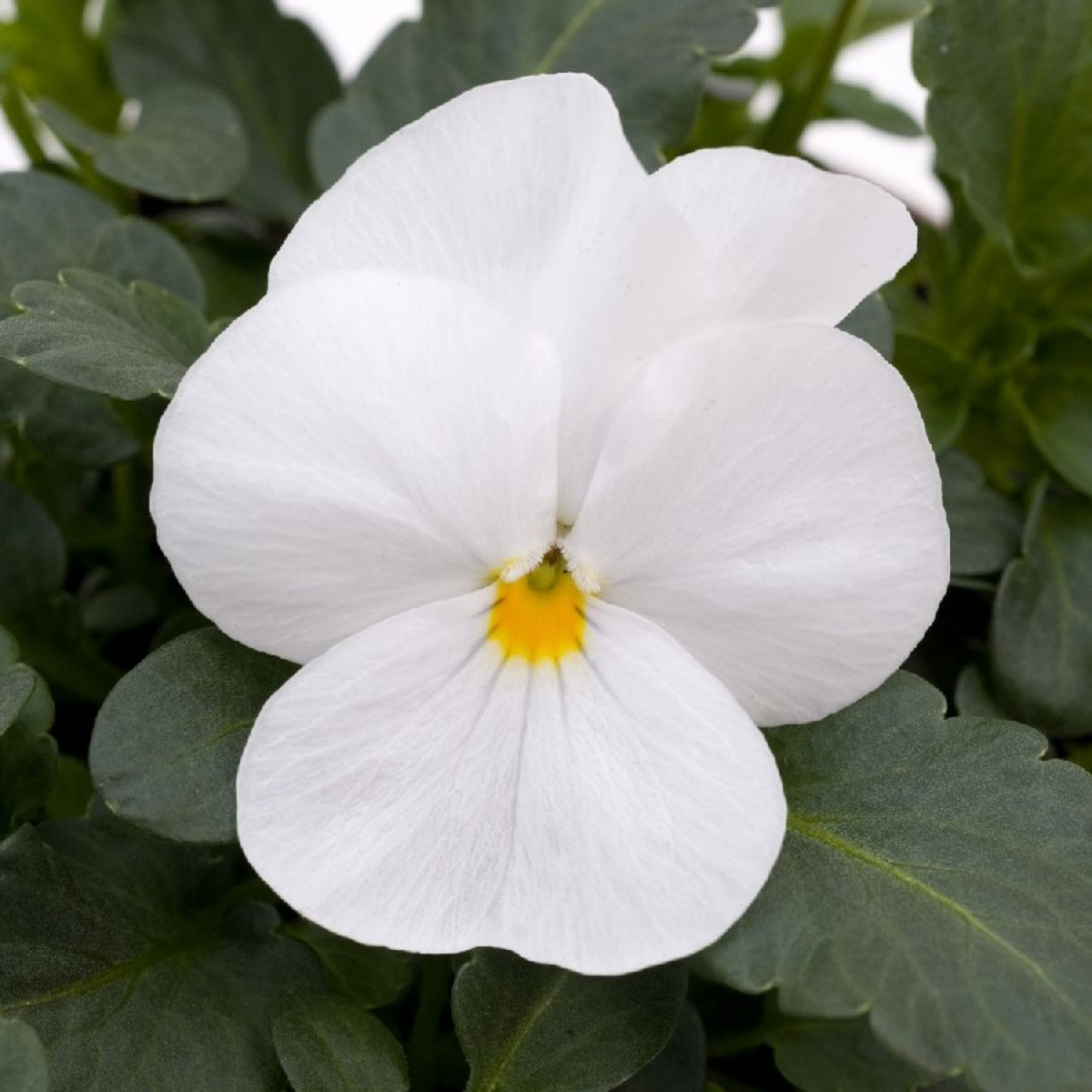 Violka rohatá Sorbet xp White - Viola cornuta - semena violky - 20 ks