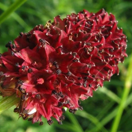 Krvavec Toten - Sanguisorba officinalis - semena krvavce - 8 ks