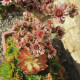 Netřesk střešní - Sempervivum tectorum - semena netřesku - 30 ks