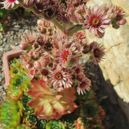 Netřesk střešní - Sempervivum tectorum - semena netřesku - 30 ks