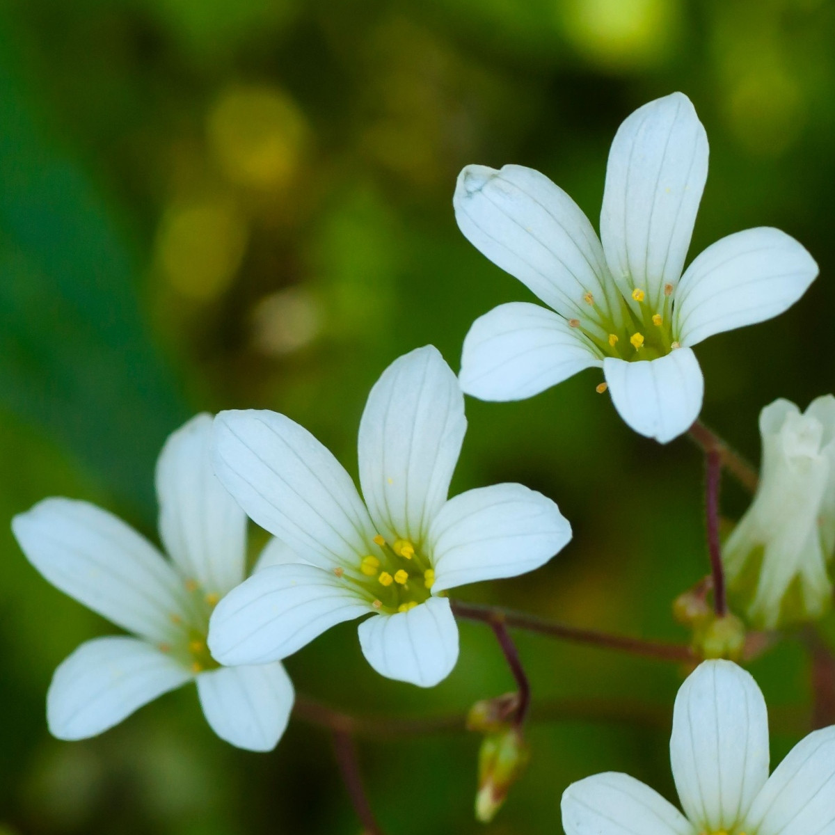 Lomikámen zrnatý - Saxifraga granulata - semena lomikamene - 100 ks