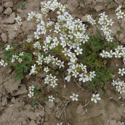 Lomikámen zrnatý - Saxifraga granulata - semena lomikamene - 100 ks