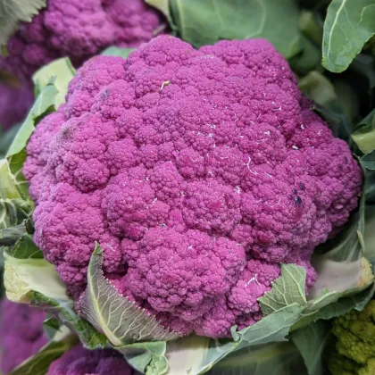 Květák Purpurina F1 - Brassica oleracea - semena květáku - 10 ks