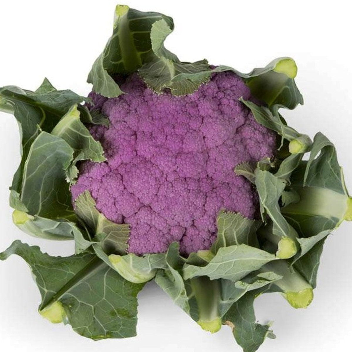 Květák Purpurina F1 - Brassica oleracea - semena květáku - 10 ks