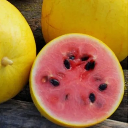 Meloun Golden Midget - Cucumis melo - semena melounu - 6 ks