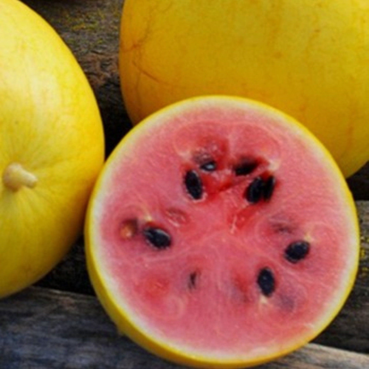 Meloun Golden Midget - Cucumis melo - semena melounu - 6 ks